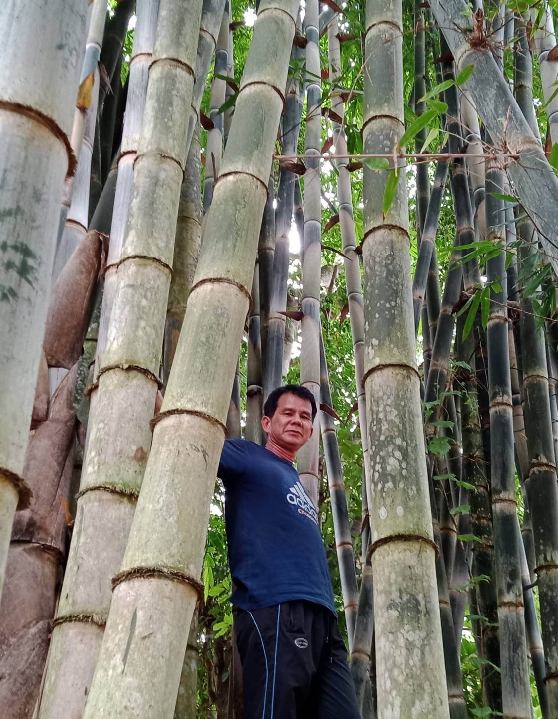 Bamboo farm for sale picture