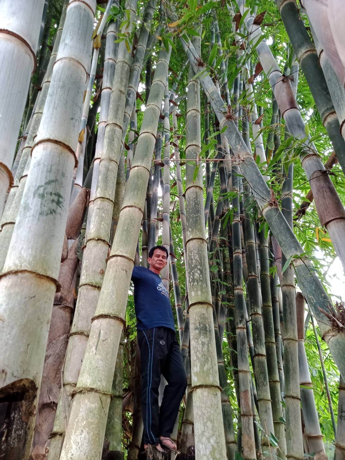Commercial bamboo farming in usa image