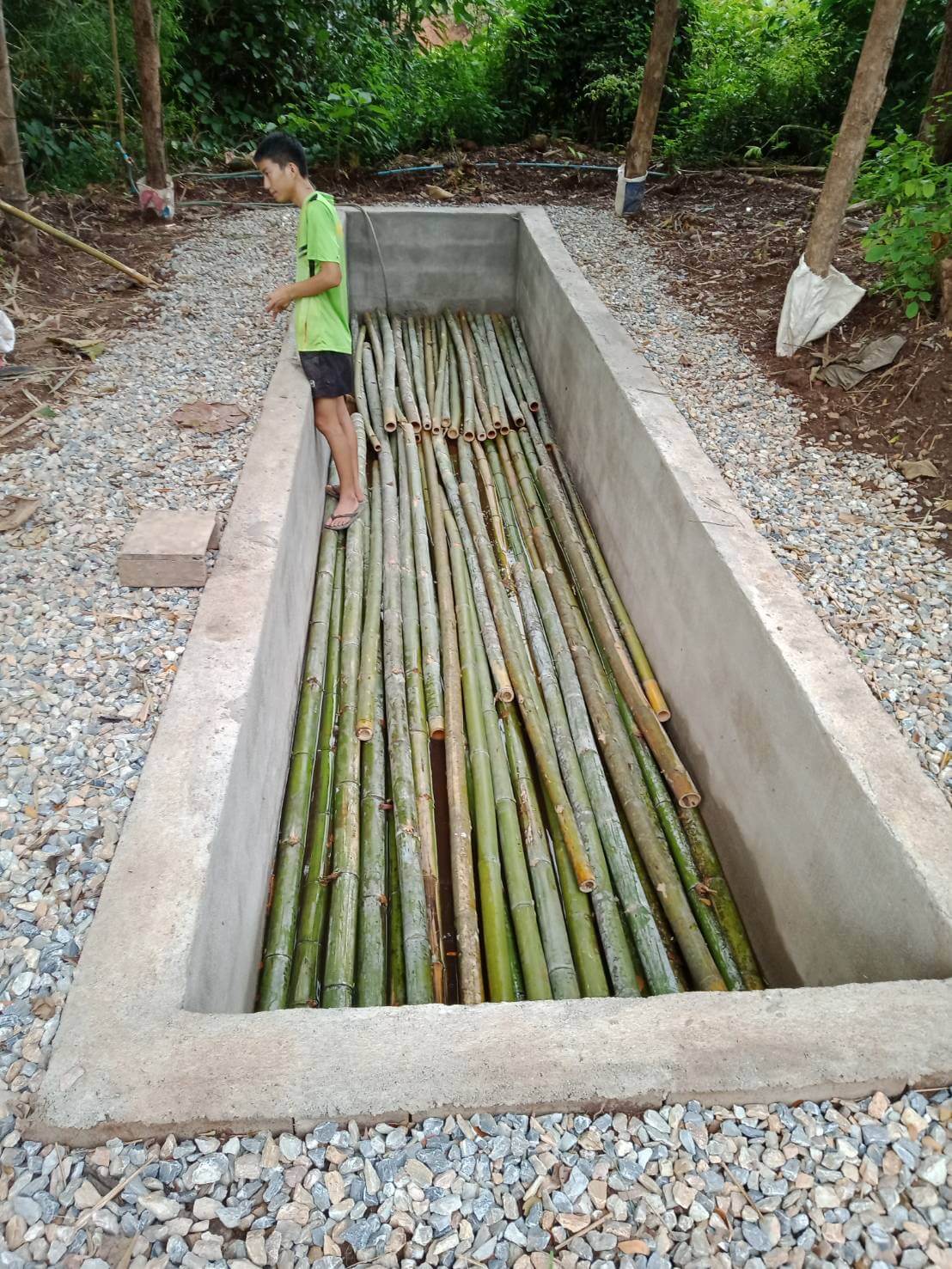 Commercial bamboo farming picture